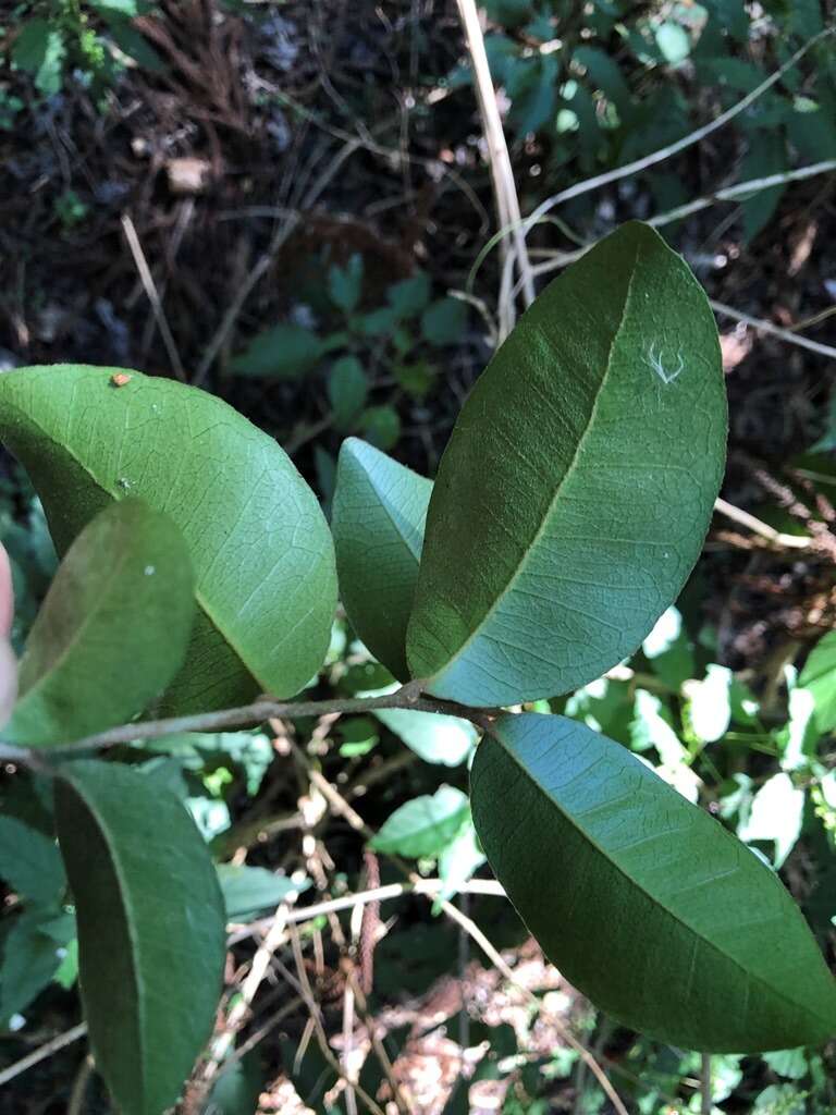 Image of Planchonella myrsinifolia (F. Muell.) Swenson, Bartish & Munzinger