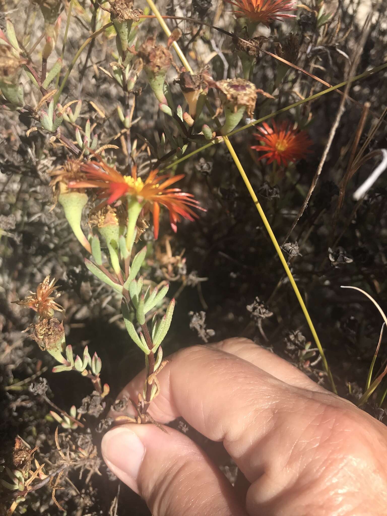 Image of Lampranthus glaucoides (Haw.) N. E. Br.