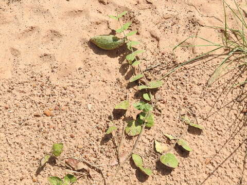 Image de Matelea cynanchoides (Engelm.) R. E. Woodson