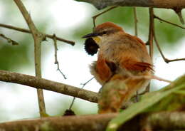 Image of Yellow-chinned Spinetail