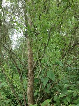 Image of Peking Willow