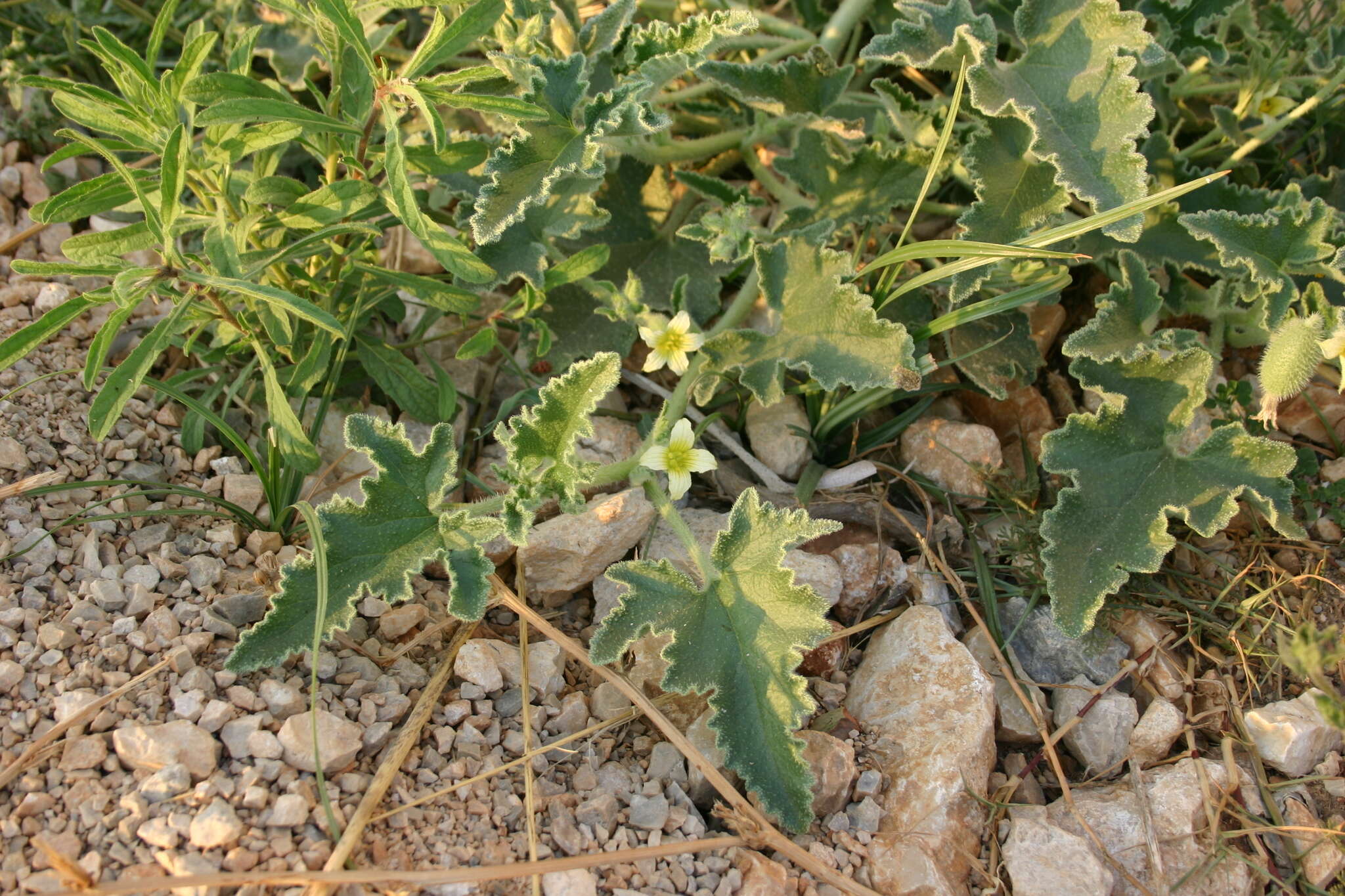 Image of squirting cucumber