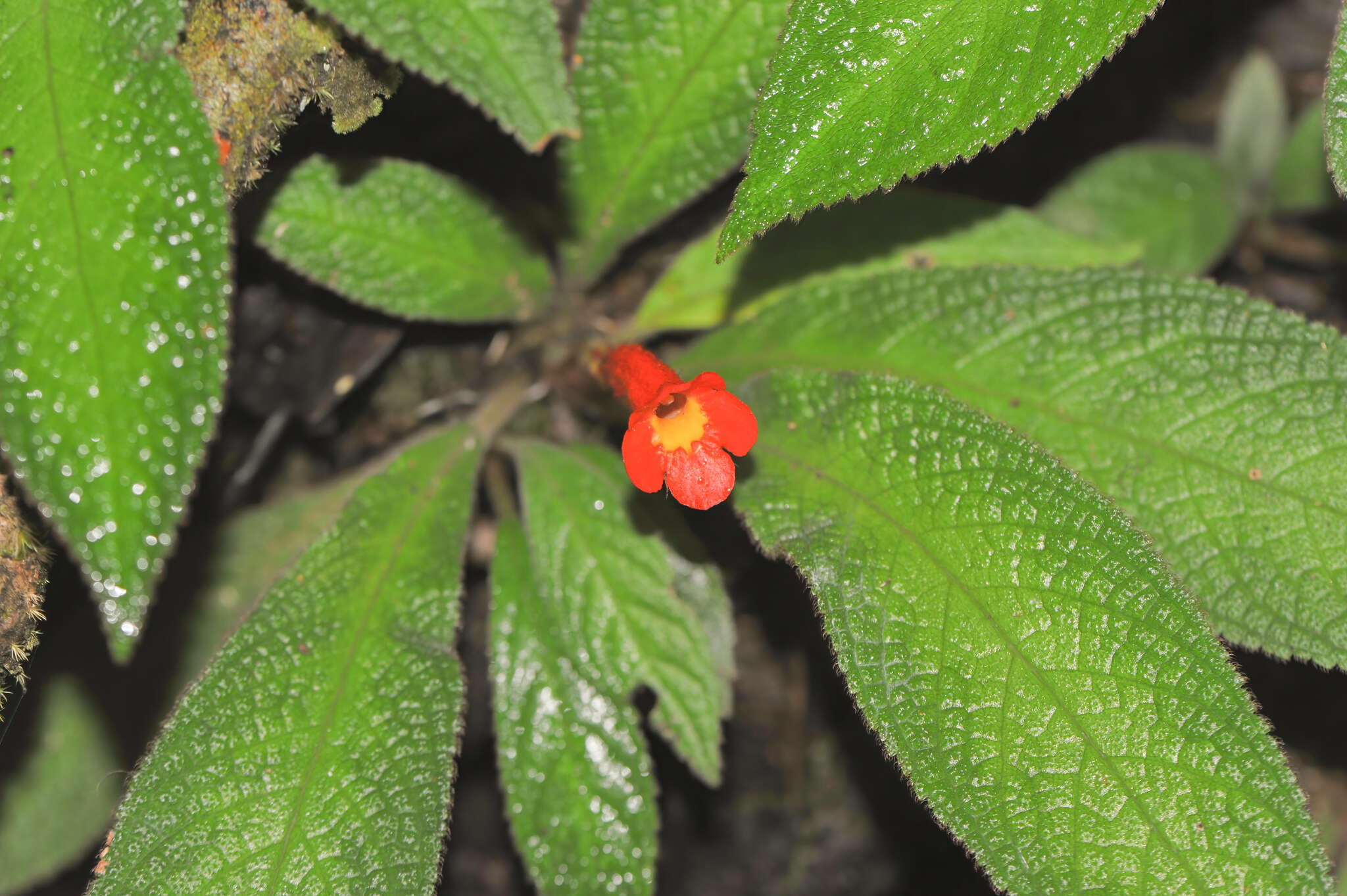 Image of Centrosolenia porphyrotricha (Leeuwenb.) M. M. Mora & J. L. Clark