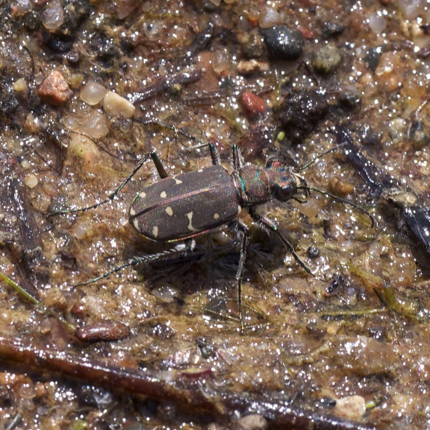 Image of Twelve-spotted Tiger Beetle