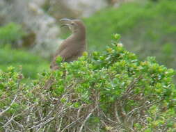 Image of Toxostoma Wagler 1831