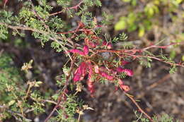 Image of fragrant mimosa