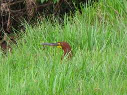 Image of Rufescent Tiger Heron