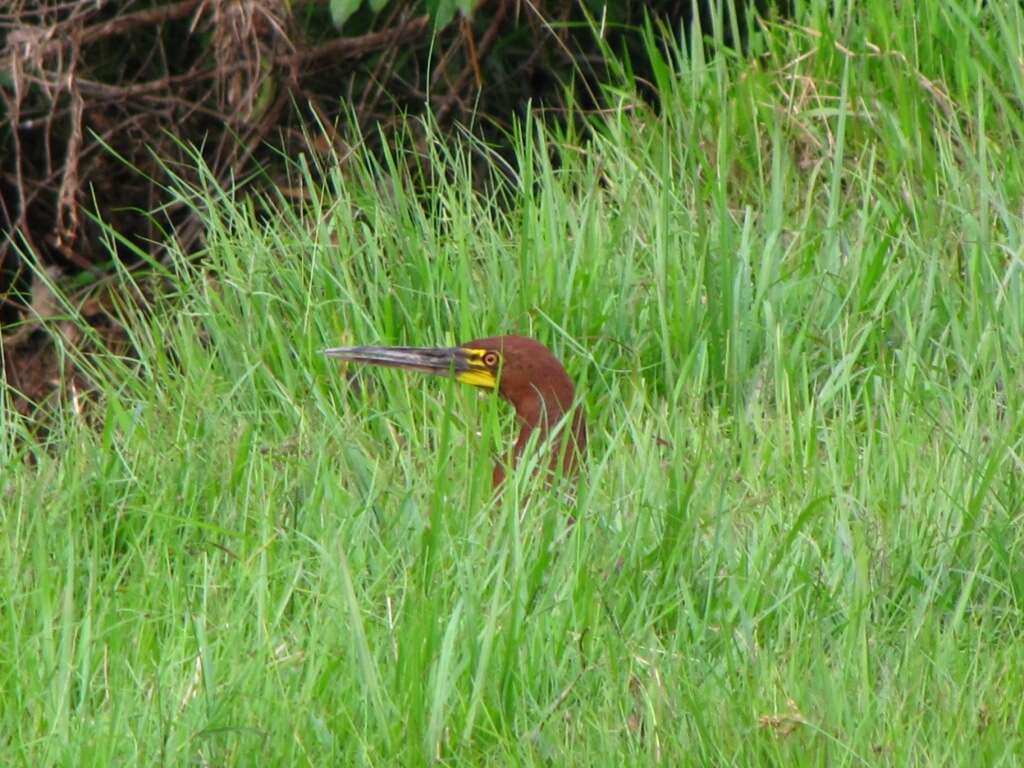 Image of Rufescent Tiger Heron