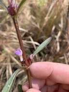 Image of Hygrophila ringens (L.) R. Br.