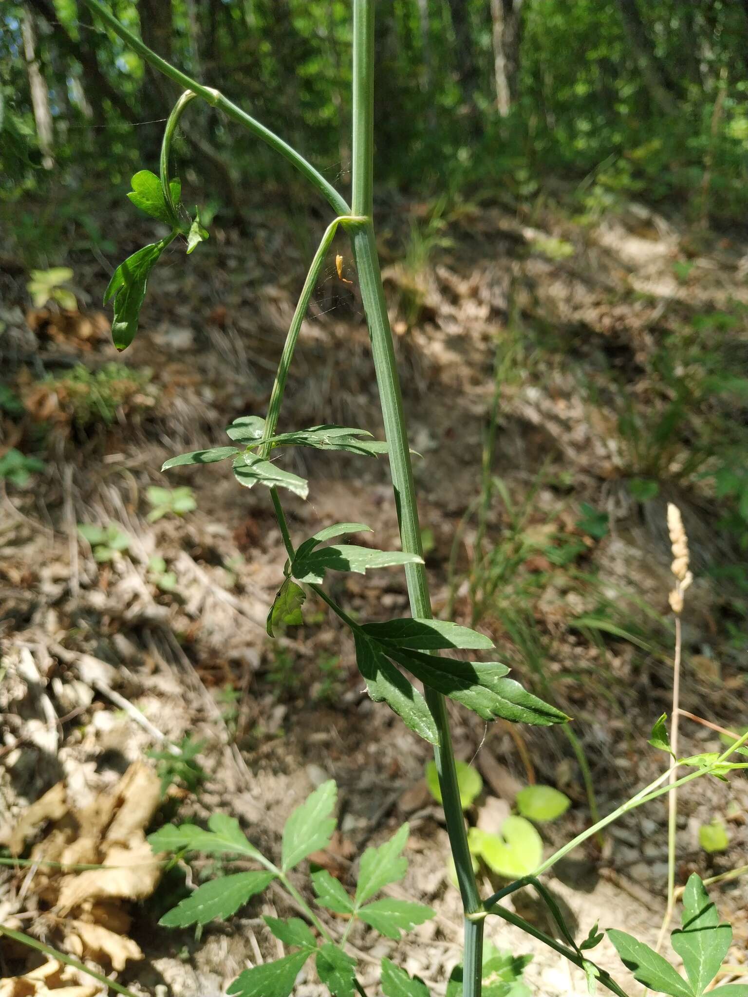 صورة Dichoropetalum caucasicum (M. Bieb.) Soldano, Galasso & Banfi