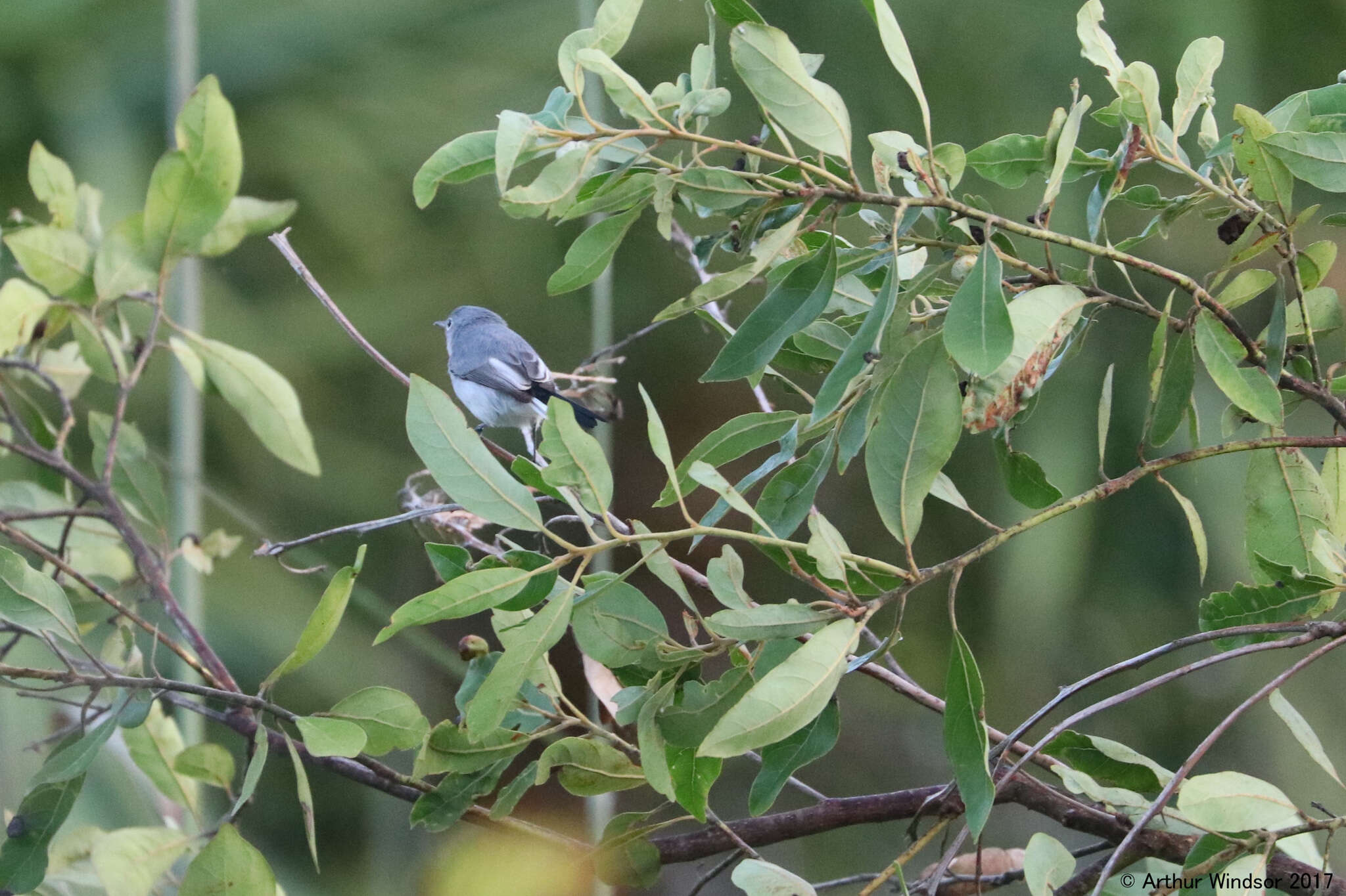 Image of Polioptila caerulea caerulea (Linnaeus 1766)