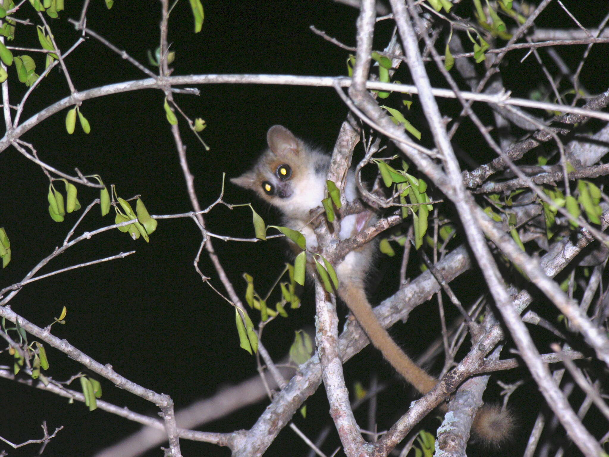 Image of Gray-brown Mouse Lemur