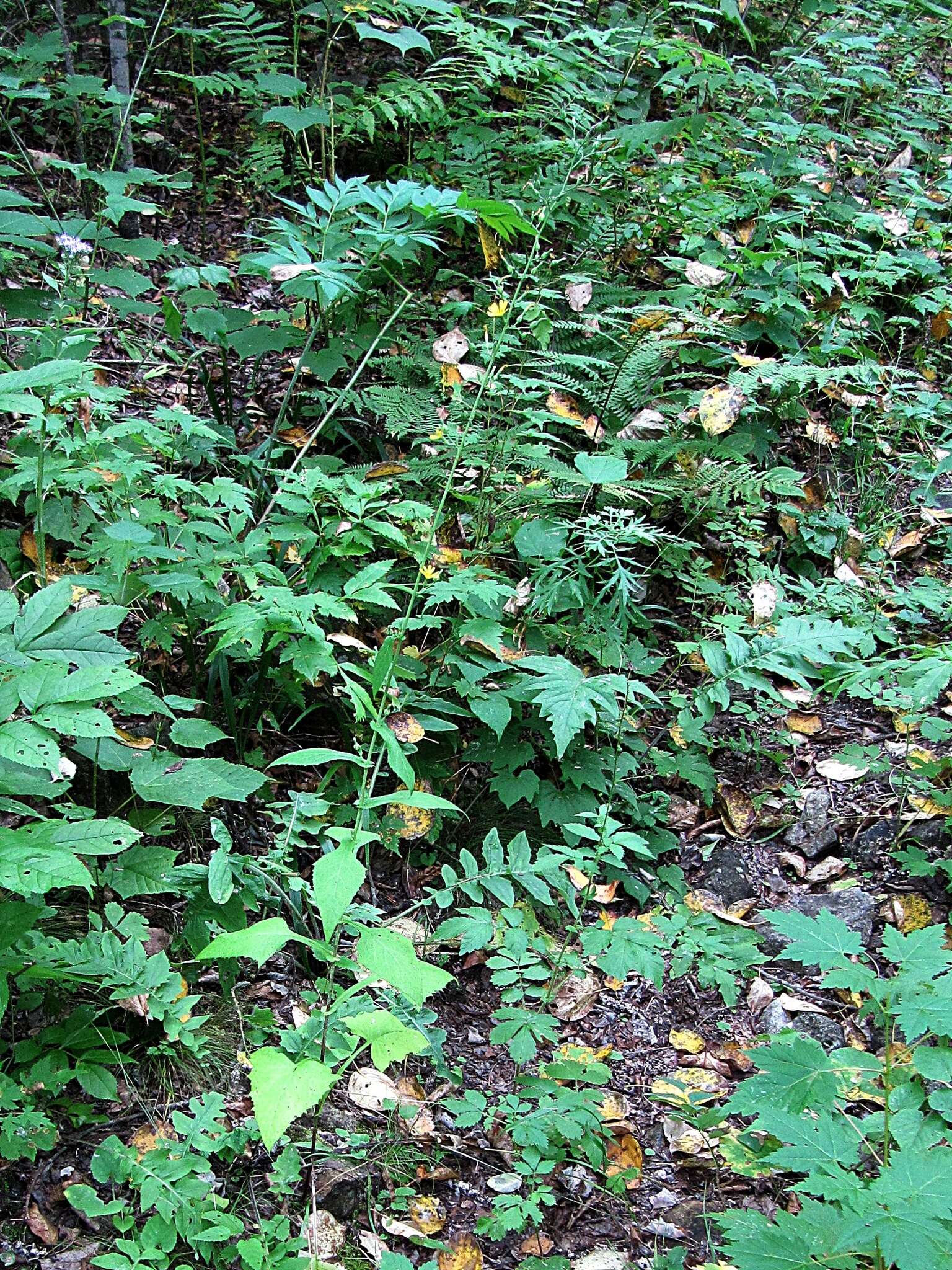 Image of Lactuca triangulata Maxim.