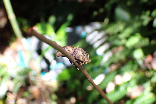 Image of Pristimantis pardalis (Barbour 1928)