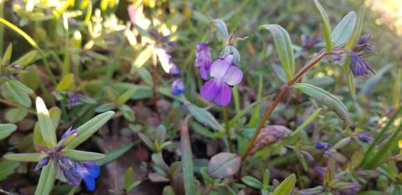 Image of giant blue eyed Mary