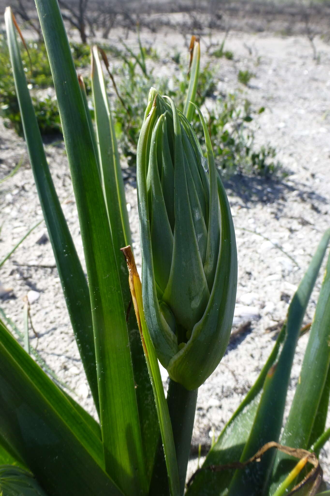 Image of Albuca flaccida Jacq.