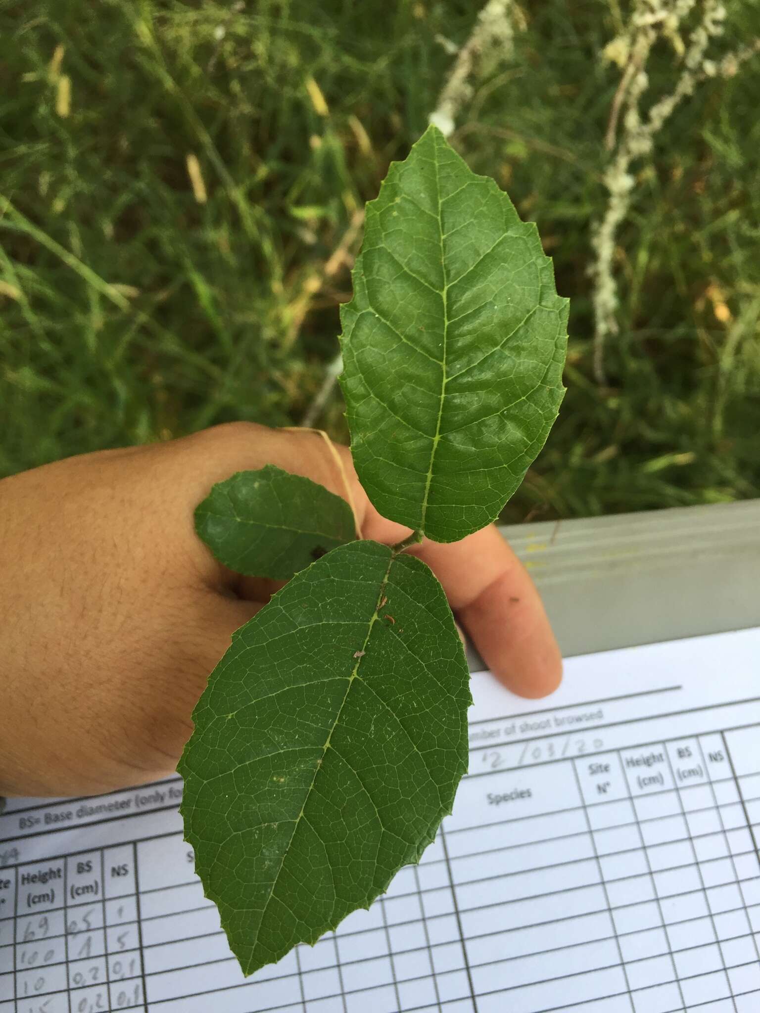 Image of Sorocea sprucei (Baill.) Macbr.