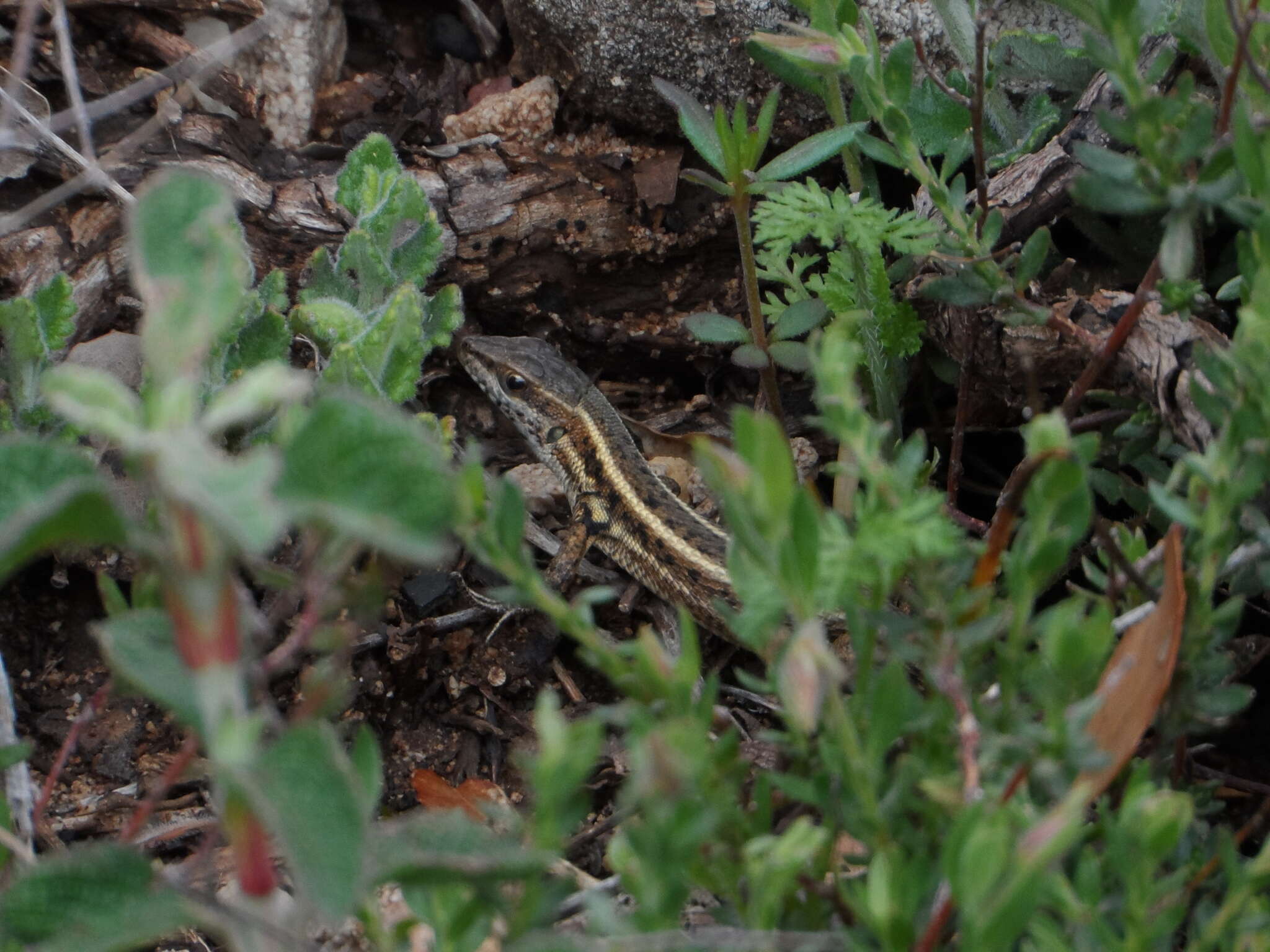 Image of Ophisops elegans ehrenbergii (Wiegmann 1835)