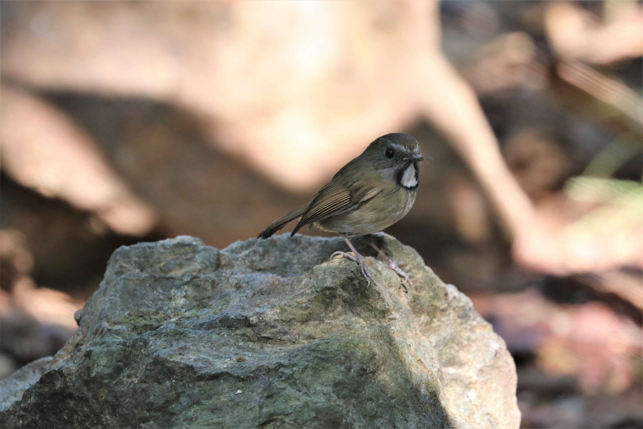 Image of White-gorgeted Flycatcher