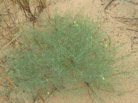 Image of Linaria odora (Bieb.) Fischer