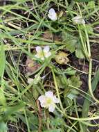 Image of Lobb's Water-Crowfoot