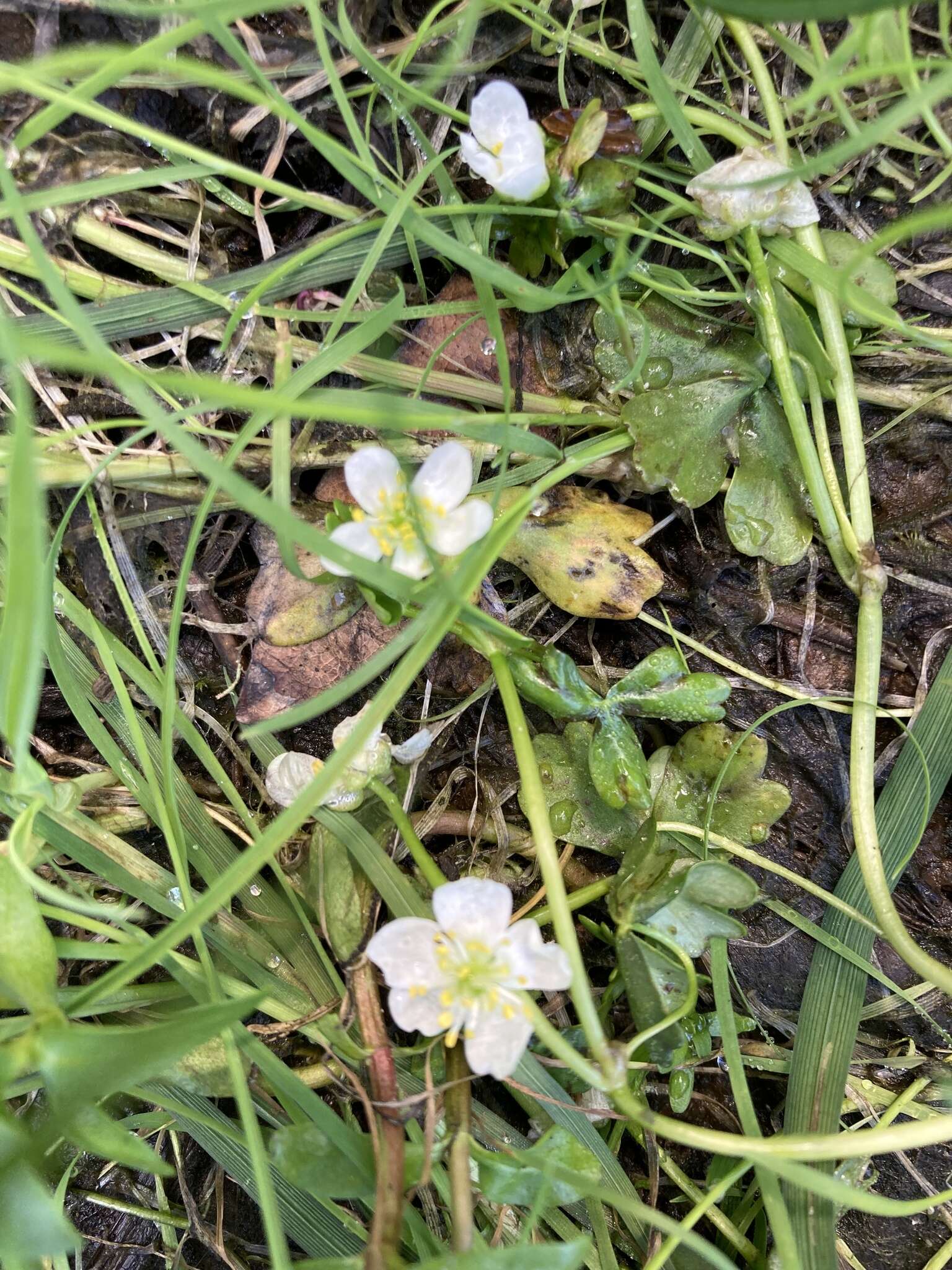 Image of Lobb's Water-Crowfoot