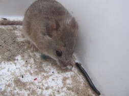 Image of Kreb's African Fat Mouse -- Krebs' Fat Mouse