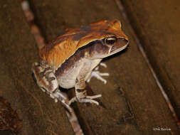 صورة Sclerophrys brauni (Nieden 1911)