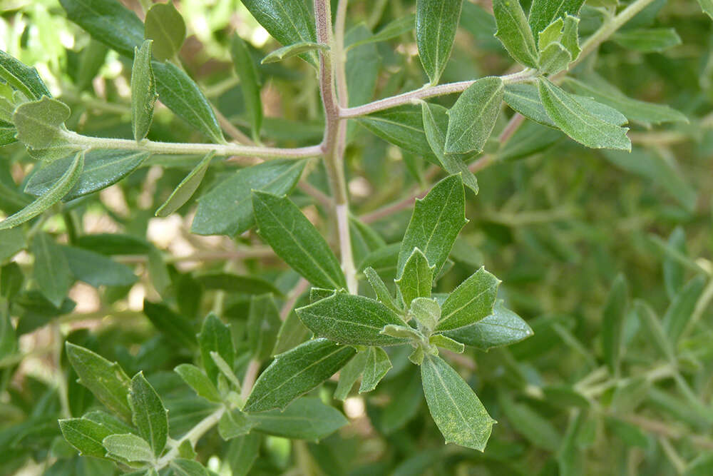 Image of Baccharis dracunculifolia subsp. tandilensis (Speg.) Giuliano