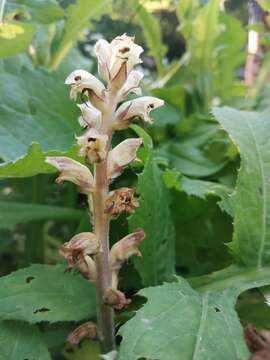 Imagem de Orobanche reticulata Wallr.