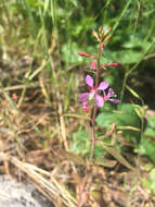 Clarkia heterandra (Torrey) H. Lewis & P. H. Raven resmi