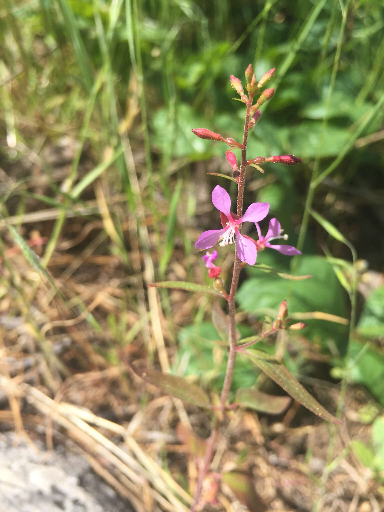 Clarkia heterandra (Torrey) H. Lewis & P. H. Raven resmi