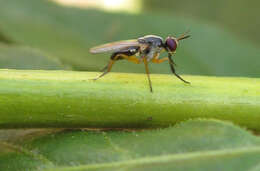 صورة Anaphalantus longicornis (Macquart 1843)