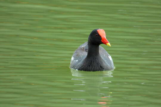 Image of Common Gallinule