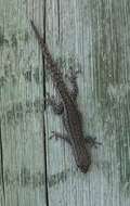 Image of Bradfield's Dwarf Gecko