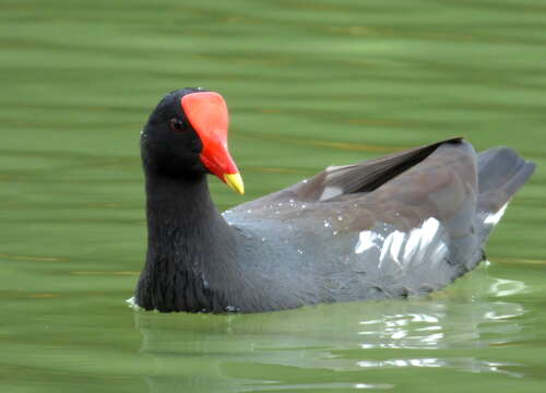 Image of Common Gallinule