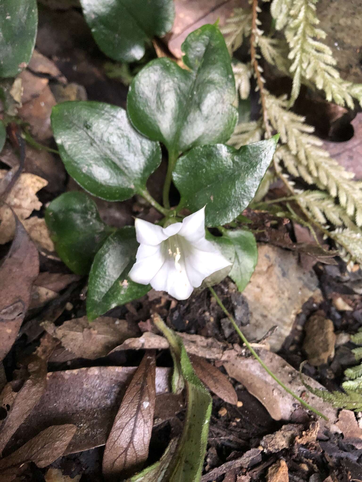 Image of Tripterospermum alutaceifolium (T. S. Liu & C. C. Kuo) J. Murata