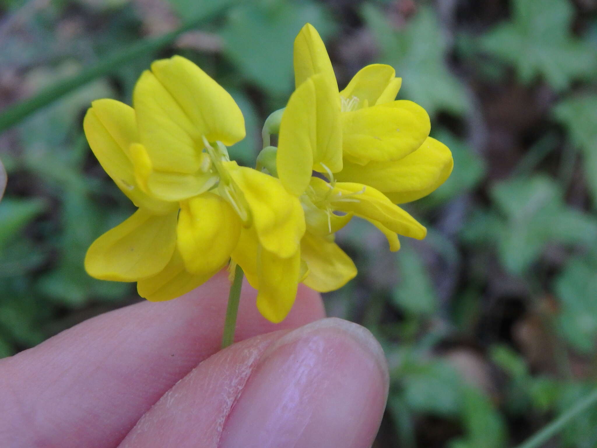 صورة Coronilla coronata L.