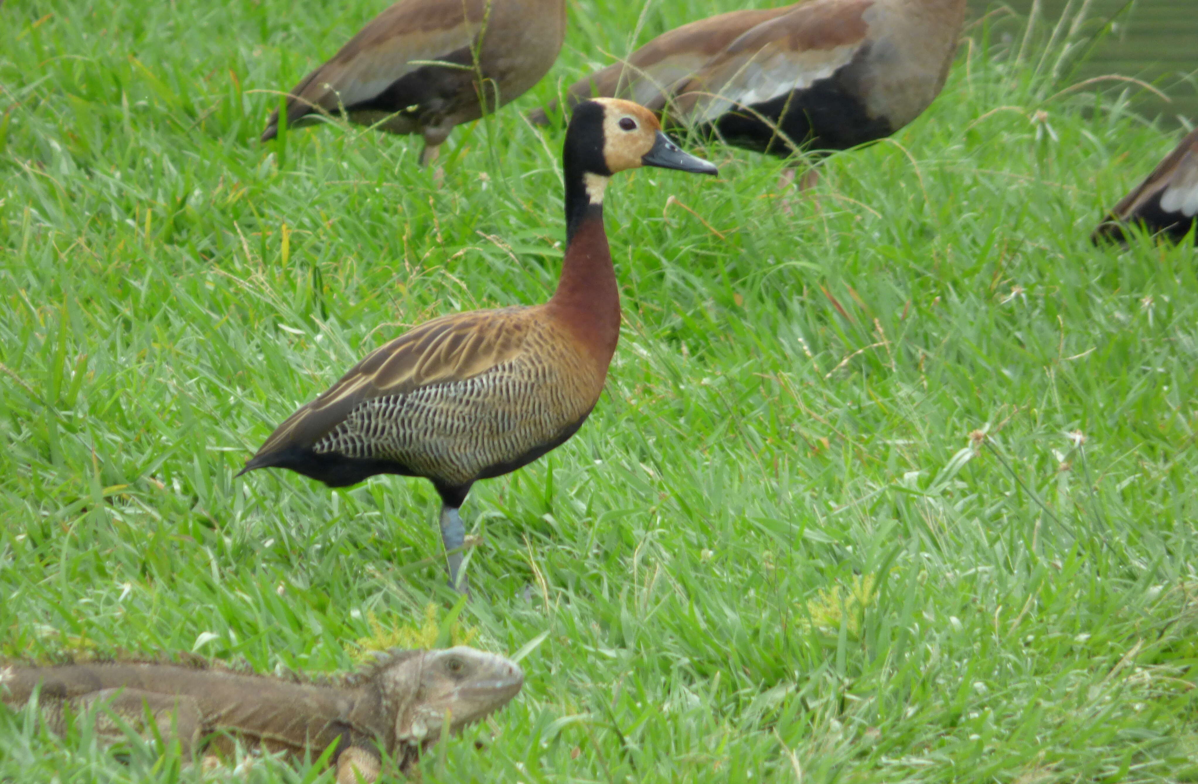 Image of White-faced Whistling Duck