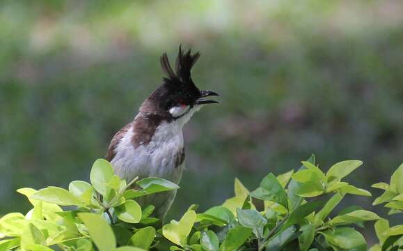 Image of Red-whiskered Bulbul