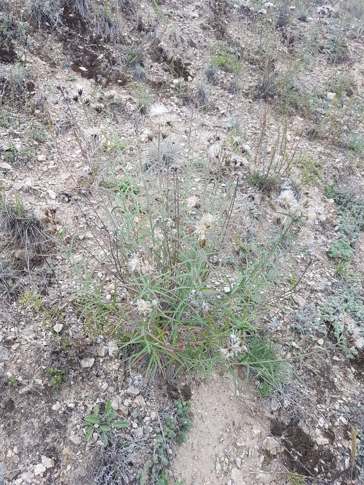 Image of Saussurea salicifolia (L.) DC.