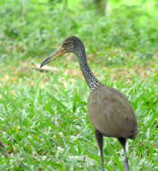 Image of limpkins