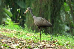 Image of limpkins