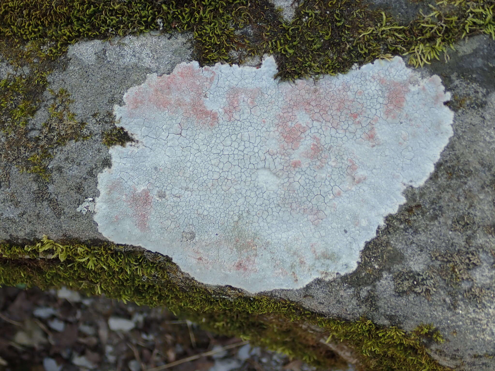 Image of disk lichen