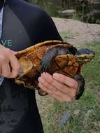 Image of Manning River snapping turtle