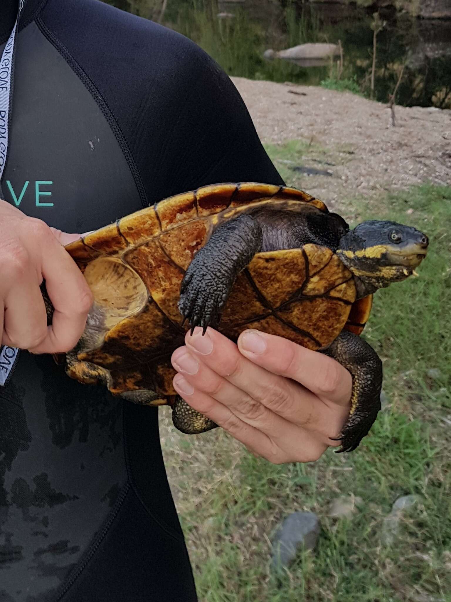 Image of Manning River snapping turtle