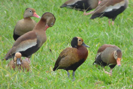 Image of White-faced Whistling Duck