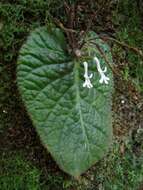 Image of Streptocarpus haygarthii N. E. Brown ex C. B. Clarke