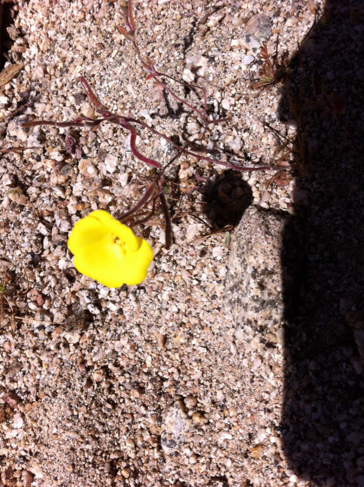 Image of Mojave suncup