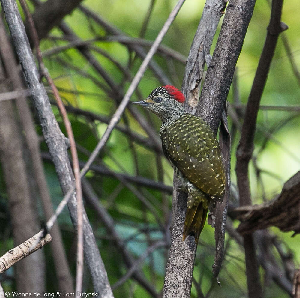 Image of Green-backed Woodpecker